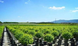 看國外先進苗圃，苗木產業的差距與啟示