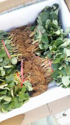 探尋優質便宜草莓苗廠家 苗木選購與供應商指南