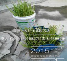 高清圖片與苗木 視覺藝術與綠色產業的完美結合