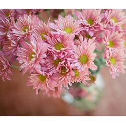 雛菊市場報價與君誠花卉苗木廠苗木資源解析