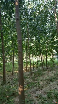 精品苗木推薦 打造園林綠化的理想選擇