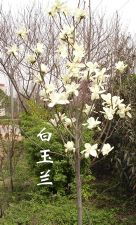 綠化苗木產品介紹 327苗木的圖片與信息