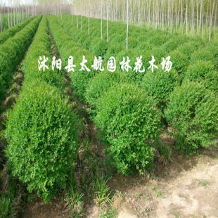 常年供應優質小葉女貞球苗木，批發價廉物美，專業綠化指導