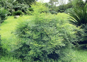 苗木信息查詢與人工智能應用軟件開發